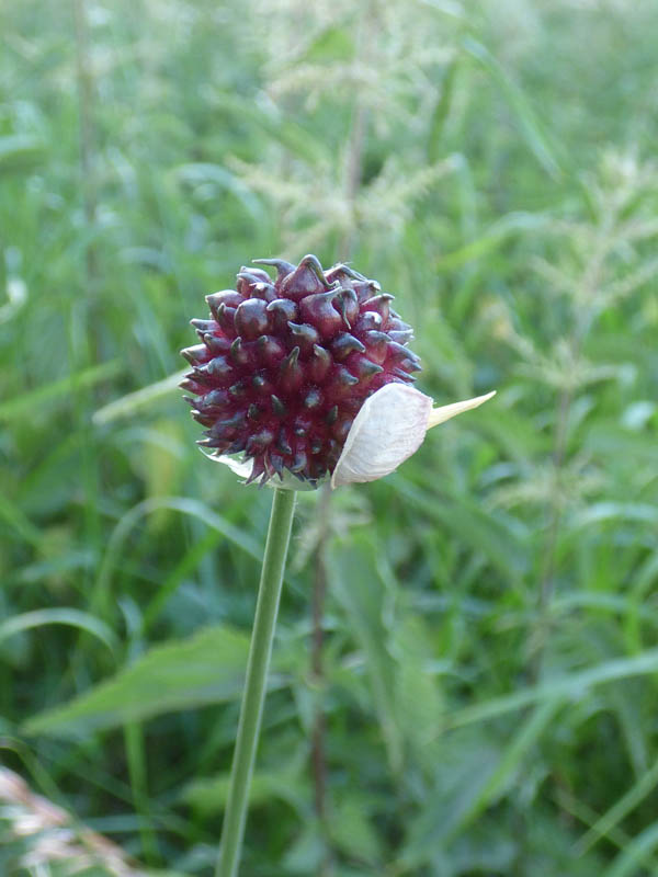 Allium vineale